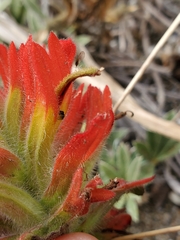 Castilleja litoralis