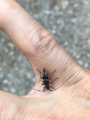 Acanthocinus griseus