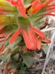 Castilleja litoralis