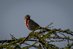 Rhodophoneus cruentus