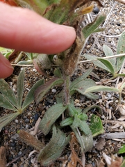 Castilleja litoralis