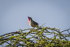 Rhodophoneus cruentus