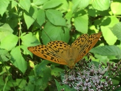 Argynnis paphia