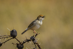 Cisticola bodessa