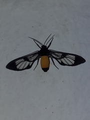 Cosmosoma stibosticta