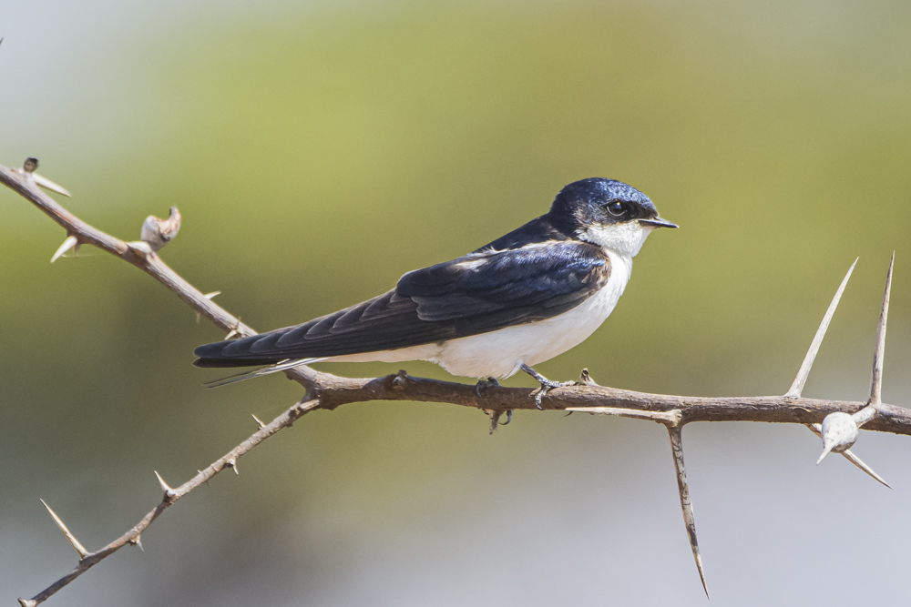 White-tailed Swallow illustration