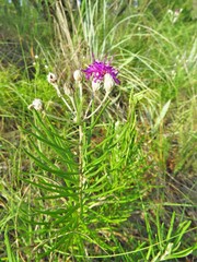 Vernonia lindheimeri
