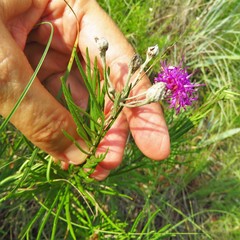 Vernonia lindheimeri