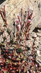 Epilobium clavatum