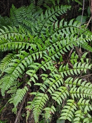 Dryopteris championii