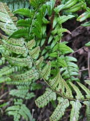 Dryopteris championii