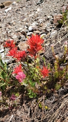 Castilleja rupicola