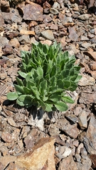 Senecio elmeri