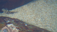 Abudefduf declivifrons