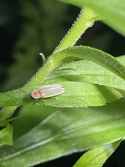 Photinus marginellus