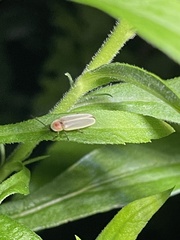 Photinus marginellus