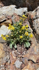 Senecio elmeri