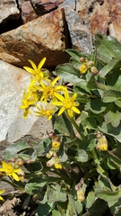 Senecio elmeri