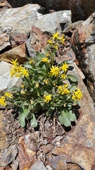 Senecio elmeri