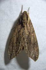 Lintneria merops