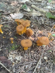 Craterellus lutescens