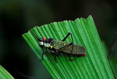 Aularches miliaris miliaris