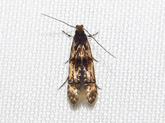 Tineidae clade b