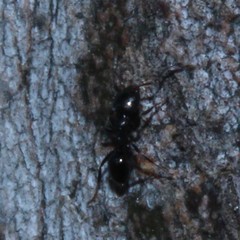Ochetellus glaber