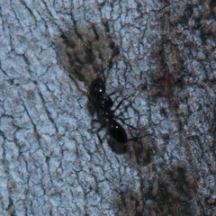 Ochetellus glaber