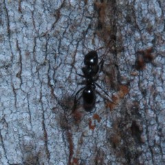 Ochetellus glaber
