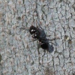 Ochetellus glaber