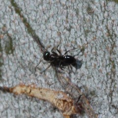 Ochetellus glaber