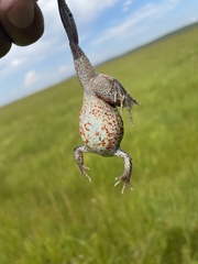 Rana amurensis
