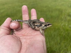 Rana amurensis