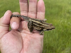 Rana amurensis