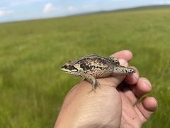 Rana amurensis
