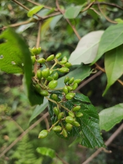 Viburnum fordiae