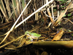 Hyla savignyi