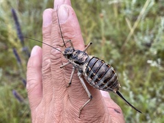 Bradyporinae
