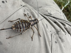 Bradyporinae