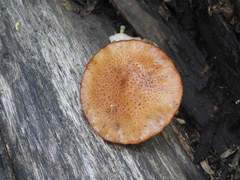 Phaeomarasmius