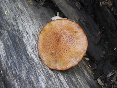 Phaeomarasmius