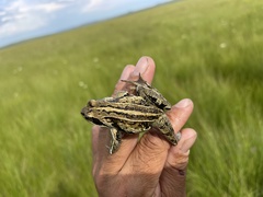 Rana amurensis
