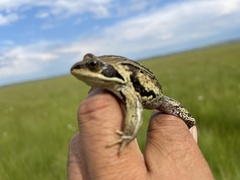 Rana amurensis
