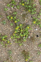 Eriophyllum multicaule