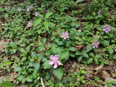 Melastoma dodecandrum