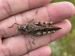 Bryodemella