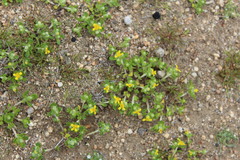 Eriophyllum multicaule