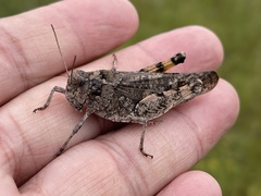 Bryodemella