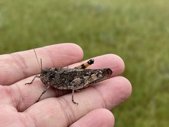 Bryodemella
